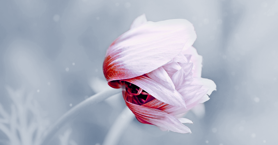 anemone-1533515_1920_B